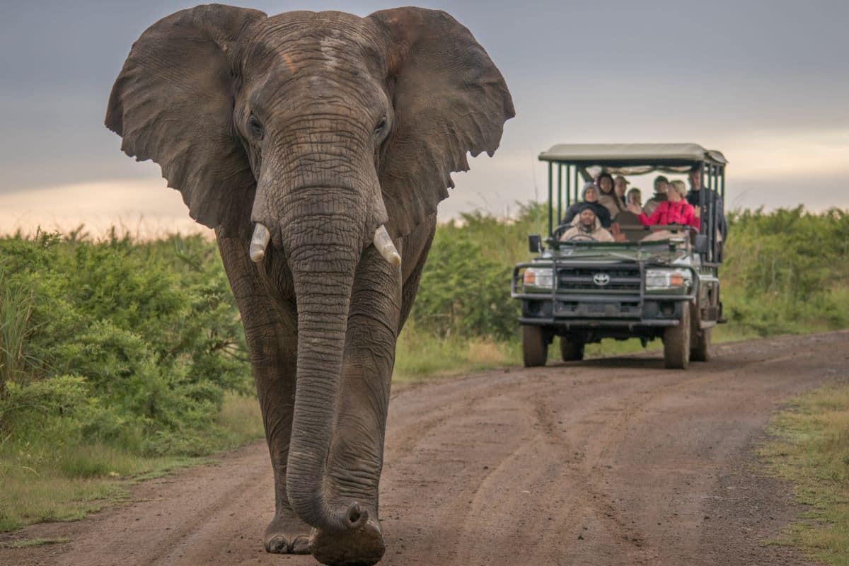 Read more about the article Safari Serenity: The Perfect African Adventure