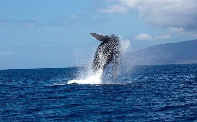 Read more about the article Must Do Activities in Maui